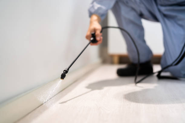 Licensed Cockroach Control service in Key Vista, FL - Nex Pest Control
